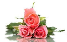 男友送三朵玫瑰花是什么意思