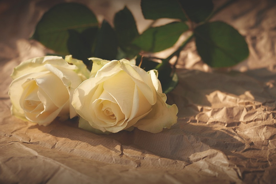 白玫瑰送什么人合适？求婚可以送女友吗？