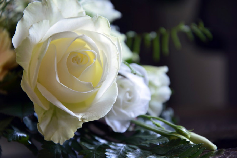 白玫瑰花语是什么，女友生日可以送吗
