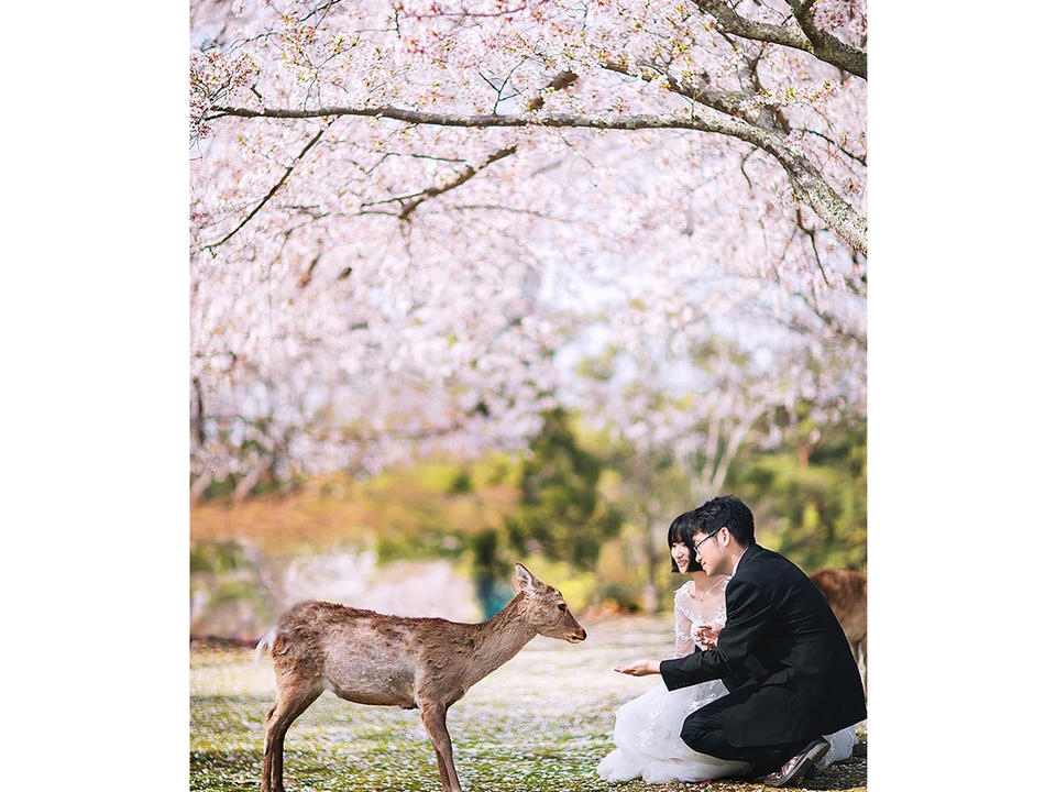 【日本】旅拍套系｜让奈良的小鹿撞进你的心里吧