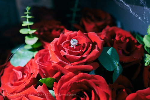 求婚要用多少朵玫瑰花 求婚還要準備什么