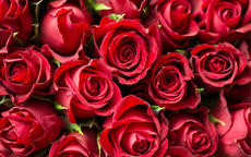 求婚送多少玫瑰花最浪漫