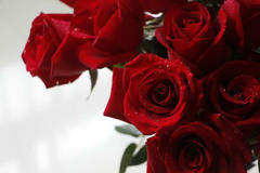 求婚用五朵玫瑰花代表什么意思 会不会太寒酸