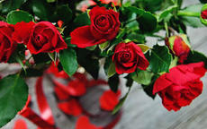 求婚用999朵玫瑰代表什么意思 999朵玫瑰花大概需要多少钱