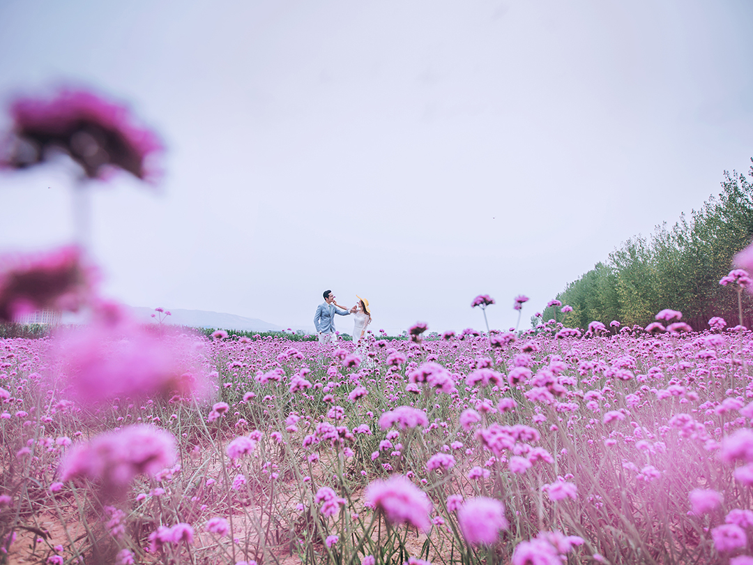 七夕情人节花海定制/婚纱照/情侣照/写真