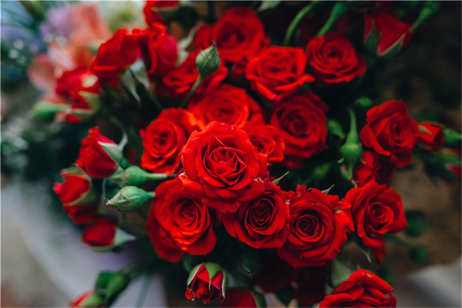 送玫瑰花朵数的含义大全 圣诞节送女朋友玫瑰花多少朵合适