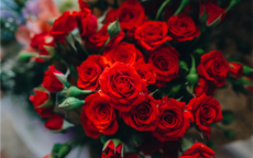 送玫瑰花朵数的含义大全 圣诞节送女朋友玫瑰花多少朵合适