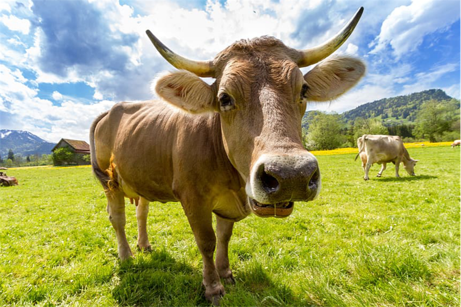 属牛婚配禁忌有哪些 属牛和这些属相不宜在一起