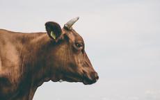 牛的三合生肖是什么 属牛的上等婚配属相