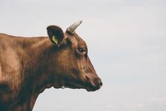 牛的三合生肖是什么 属牛的上等婚配属相