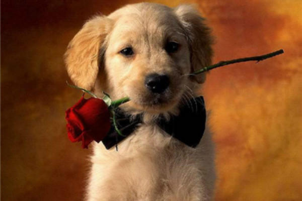 宠物叼着玫瑰求婚