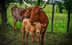 2021年属牛是什么命 生牛宝宝命好吗