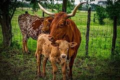 2021年属牛是什么命 生牛宝宝命好吗