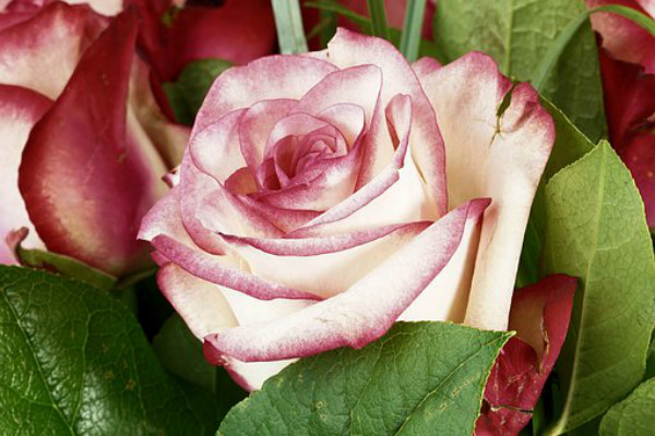 粉玫瑰適合送什么人 可以送女友嗎