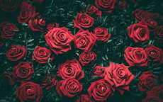 求婚送玫瑰支数代表的意思