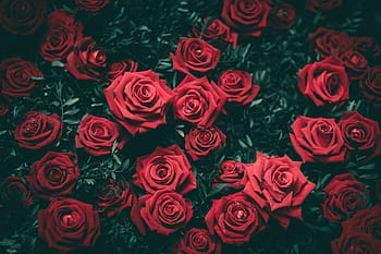 求婚用22朵玫瑰代表什么意思