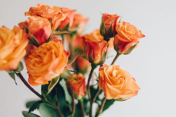 求婚用六朵玫瑰代表什么意思