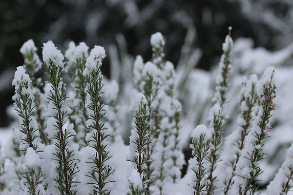 结婚下雪媳妇命好吗  结婚下雪什么寓意