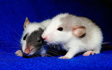 属鼠和属鼠的婚配好吗 鼠和鼠相配婚姻如何