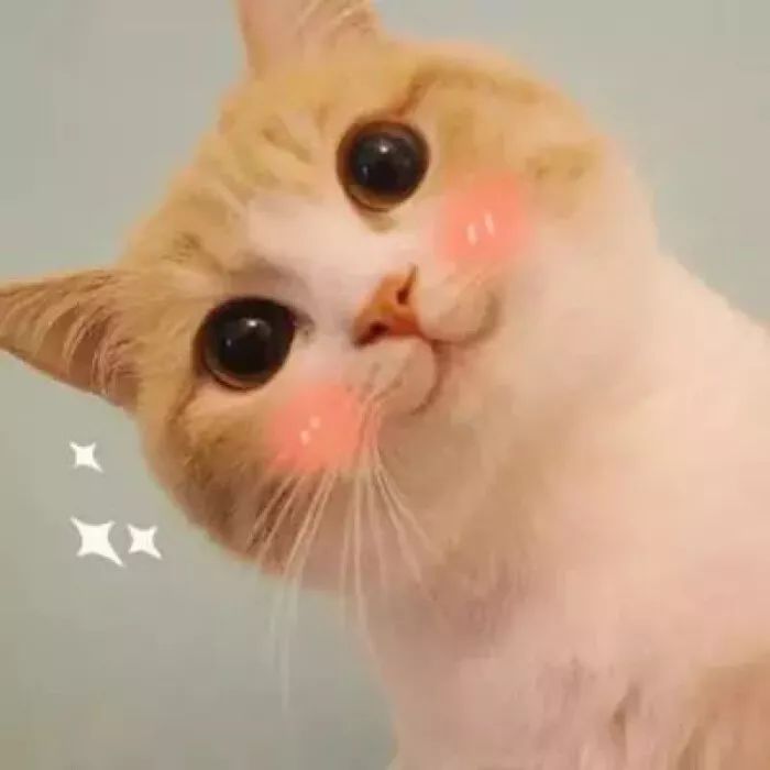 猫咪