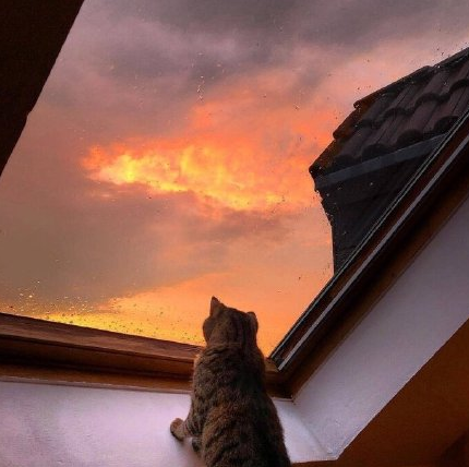 猫咪看着窗外的晚霞
