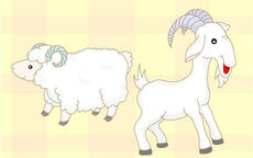 1991年两个羊能结婚吗   属羊人和什么属相配对比较好