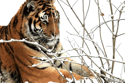 老虎趴在雪地里