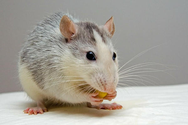 為什么屬鼠1996的命苦 幾月出生命最不好