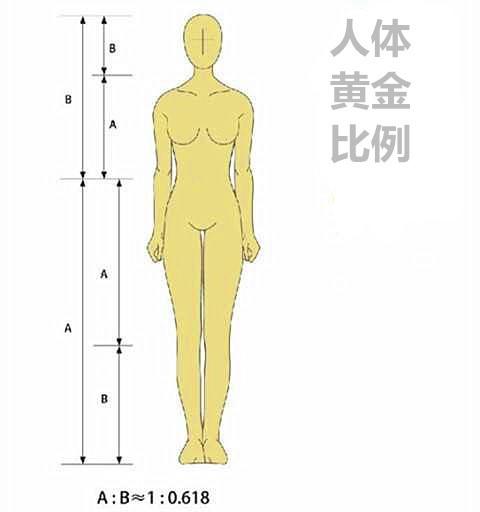 黄金分割比例