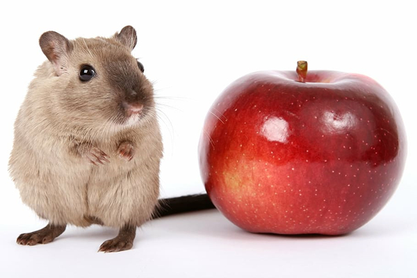 老鼠和蘋果