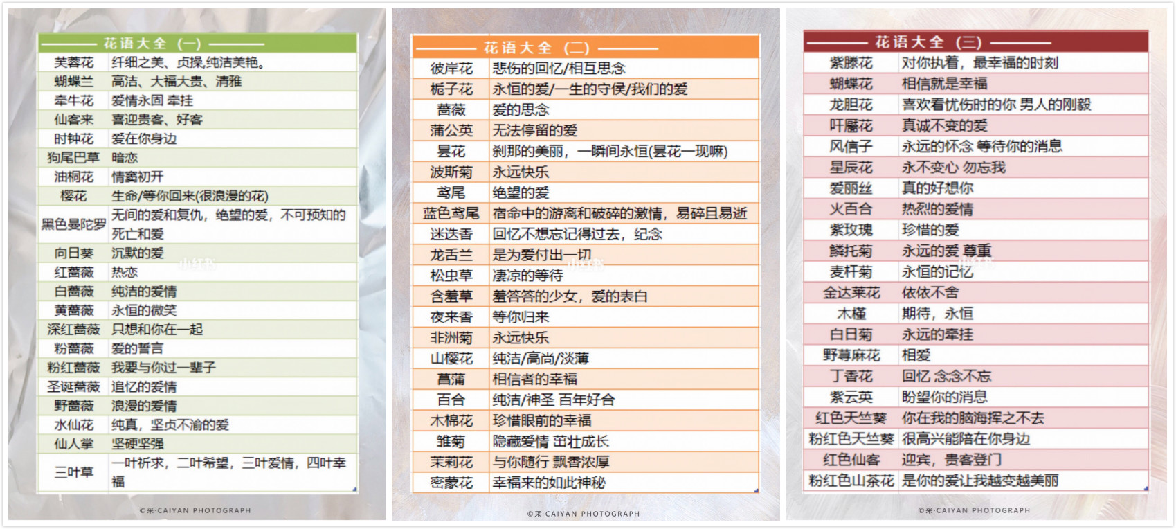 不同花束“花語(yǔ)”合集