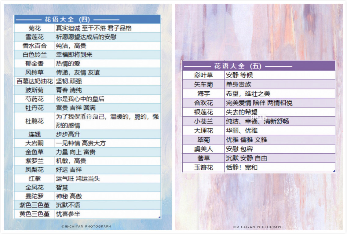 不同花束“花語(yǔ)”合集