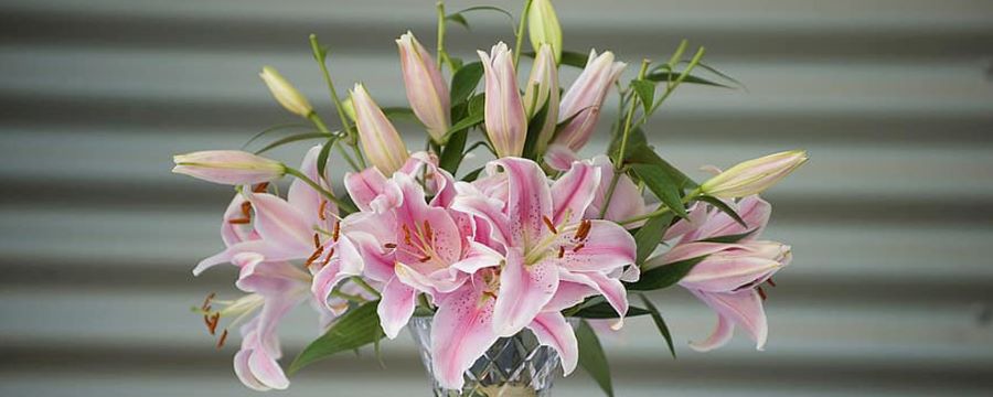 粉百合花语是什么意思