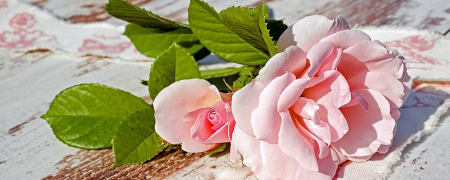 四朵玫瑰代表什么意思