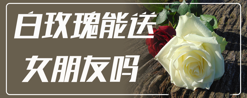 白玫瑰能送女朋友吗
