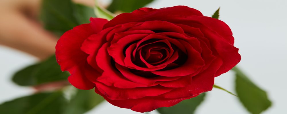 七夕节送什么花