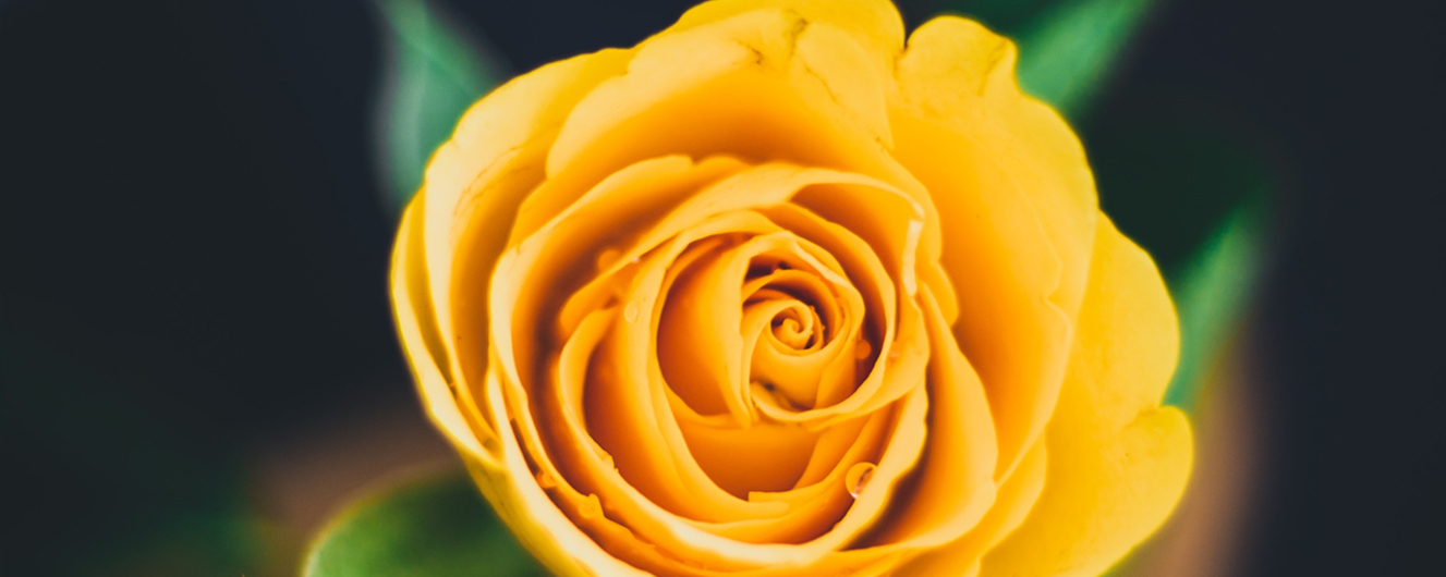 送女孩子花一般送多少朵