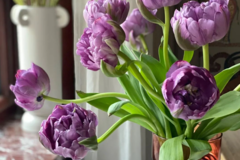 紫色郁金香花语和寓意是什么