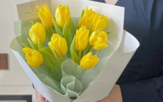 黄色郁金香花语和寓意是什么